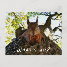 Funny Squirrel Cute Animals Hello There From Hi Feiertagspostkarte