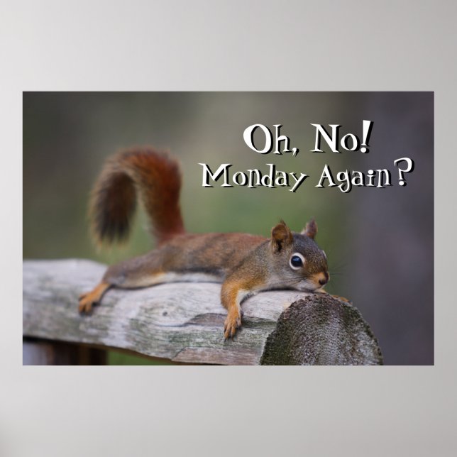 Funny Squirrel Poster (Vorne)
