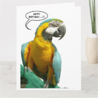 Funny Talking Papagei Geburtstag Große Grußkarte