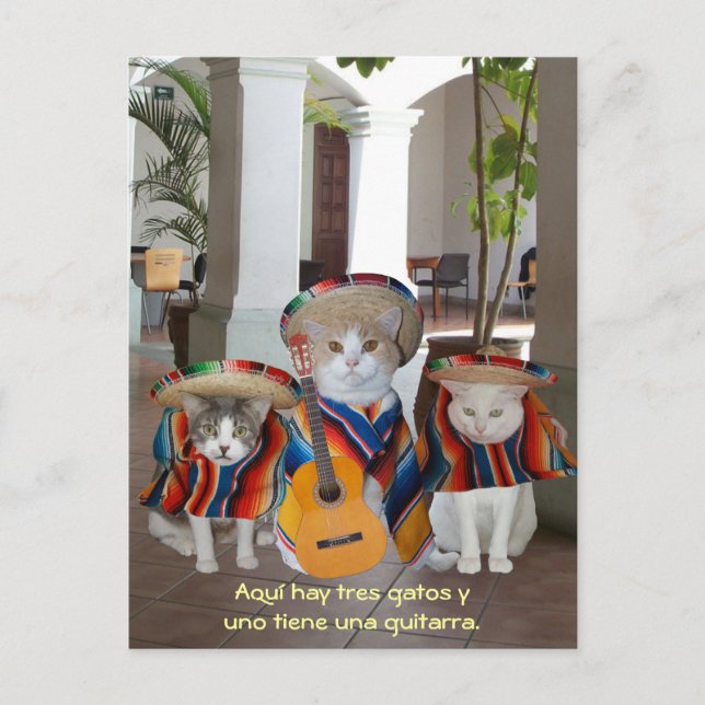 Funny Tres Gatos Spanischer Unterricht Postkarte (Vorderseite)