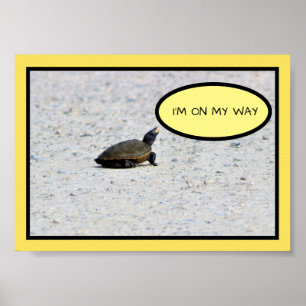 Funny Turtle Foto Poster