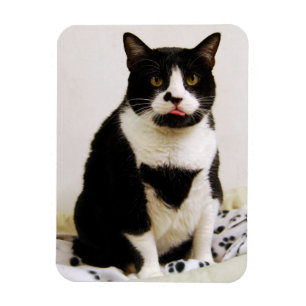 Funny Tuxedo Cat Magnet