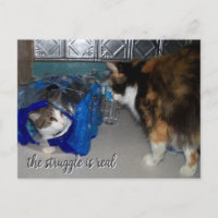Funny Two Cats Foto "ein echter Kampf"