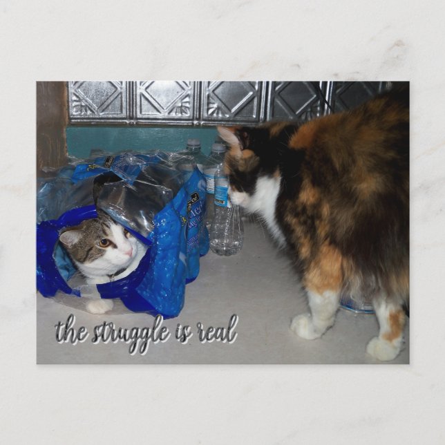 Funny Two Cats Foto "ein echter Kampf" Postkarte (Vorderseite)