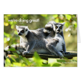 Funny überraschend Madgascar Lemurs Monkey Busines