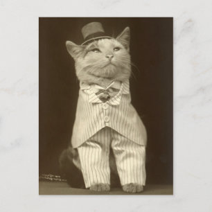 Funny Vintag Cat Wear Anzug und Top Hat Postkarte