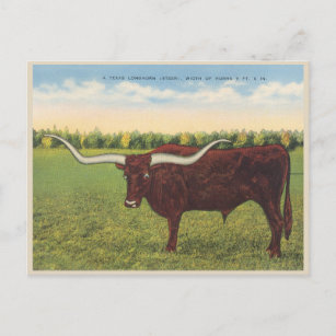 Funny Vintag Longhorn Steer Postkarte