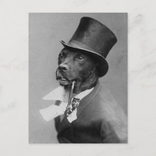 Funny Vintages Foto des Hundes in Top Hat Postcard Postkarte