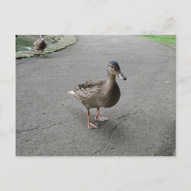 Funny Waddling Duck Postcard Postkarte (Vorderseite)
