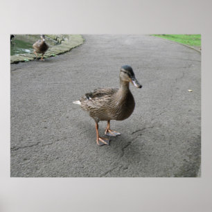 Funny Waddling Duck Print Poster