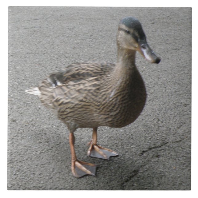 Funny Waddling Duck Tile Fliese (Vorderseite)
