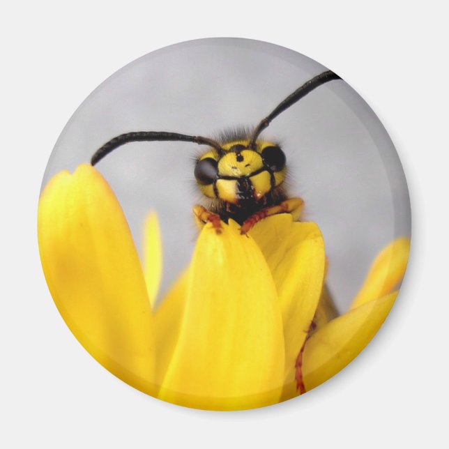 Funny Wasp Buttons Magnet (Vorne)