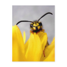 Funny Wasp Postcard