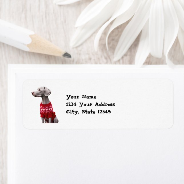 Funny Weimaraner in Weihnachts-Sweater-Adresse (Insitu)