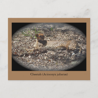 Funny Wild Cat, Cheetah, Animal Postcard Postkarte