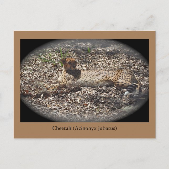 Funny Wild Cat, Cheetah, Animal Postcard Postkarte (Vorderseite)