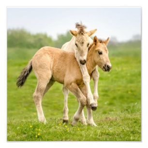 Funny Wild Konik Pferde Foals Playing Together Fotodruck