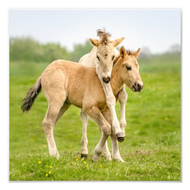 Funny Wild Konik Pferde Foals Playing Together Fotodruck (Vorne)
