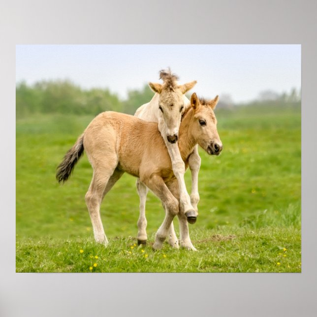 Funny Wild Konik Pferde Foals Playing Together Poster (Vorne)
