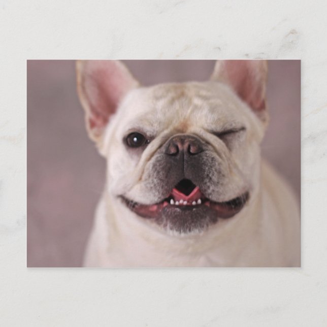 Funny winde Hund French Bulldog Postkarte