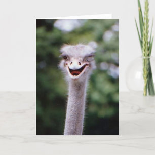 Funny Winking Ostrich Grußkarte (benutzerdefinierb Dankeskarte