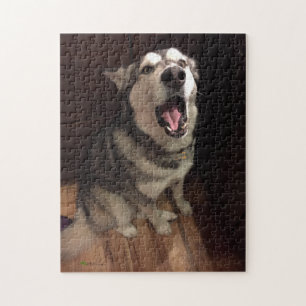 Funny Yawning Alaskan Malamute Fotografie Puzzle