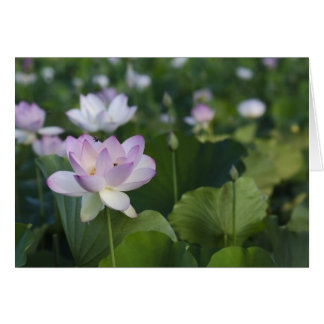 Für eine Landung hereinkommen