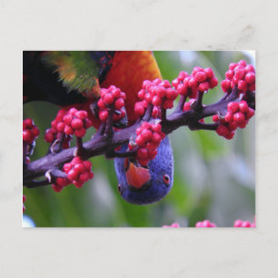 Für einen kleinen Imbiss einspringen - Rainbow Lor Postkarte