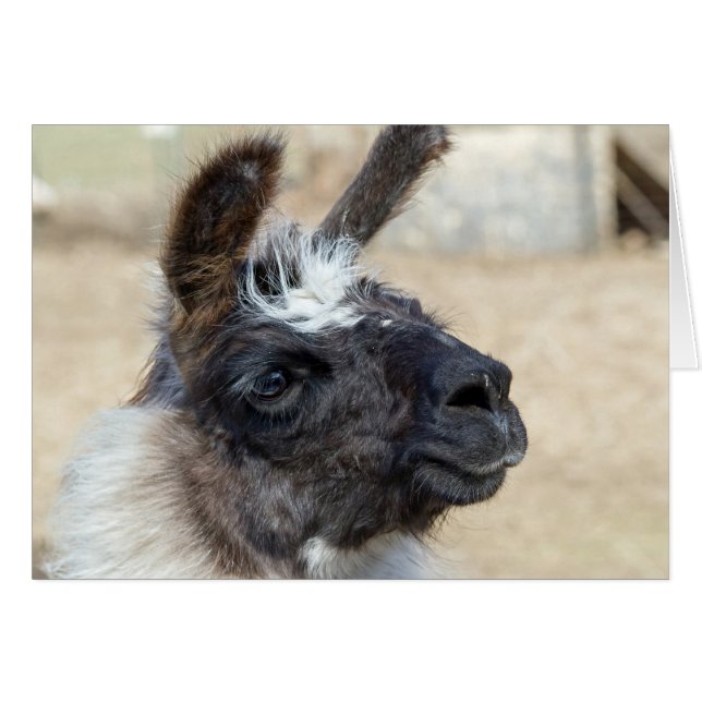 Fur Face (Vorderseite (Horizontal))