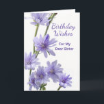 Für Sister Birthday Violet Chicory Blume Karte<br><div class="desc">Herzlichen Glückwunsch zum Geburtstag,  eine Papiergrusskarte für eine Schwester. Auf der Karte befindet sich ein Blumenfoto mit Zichorien-Blume in Violetttönen. Gedicht drinnen. Personalisieren Sie das Innenleben nach Wunsch. Art,  Bild und Vers Copyright © Shoaff Ballanger Studios,  2023.</div>