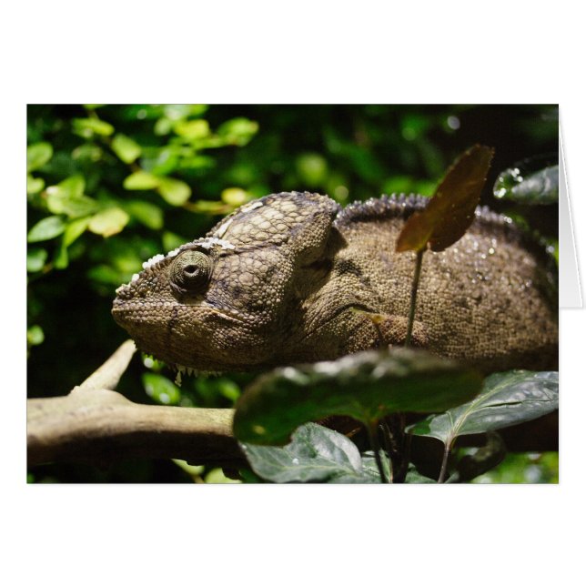 Furcifer oustaleti (Vorderseite (Horizontal))