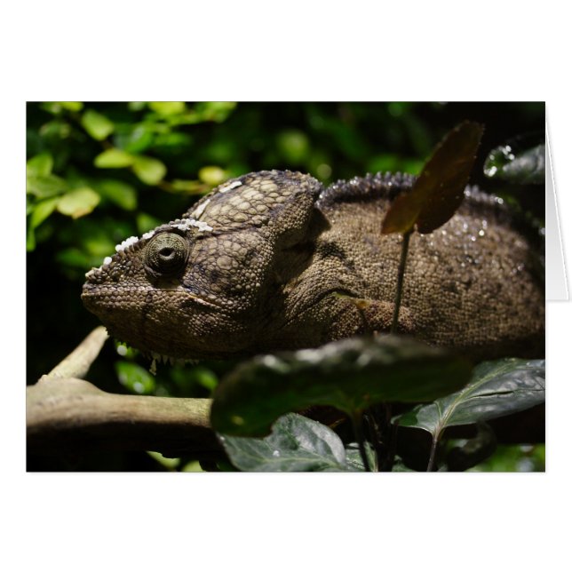 Furcifer oustaleti (Vorderseite (Horizontal))