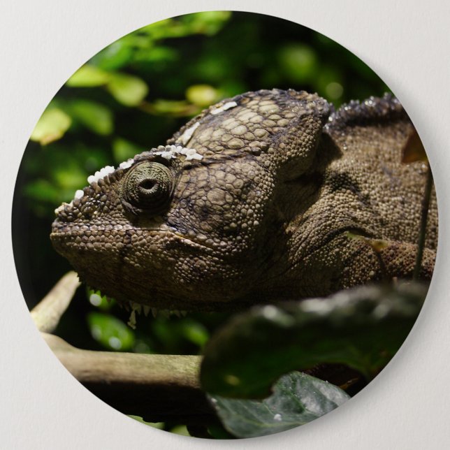 Furcifer oustaleti button (Vorderseite)