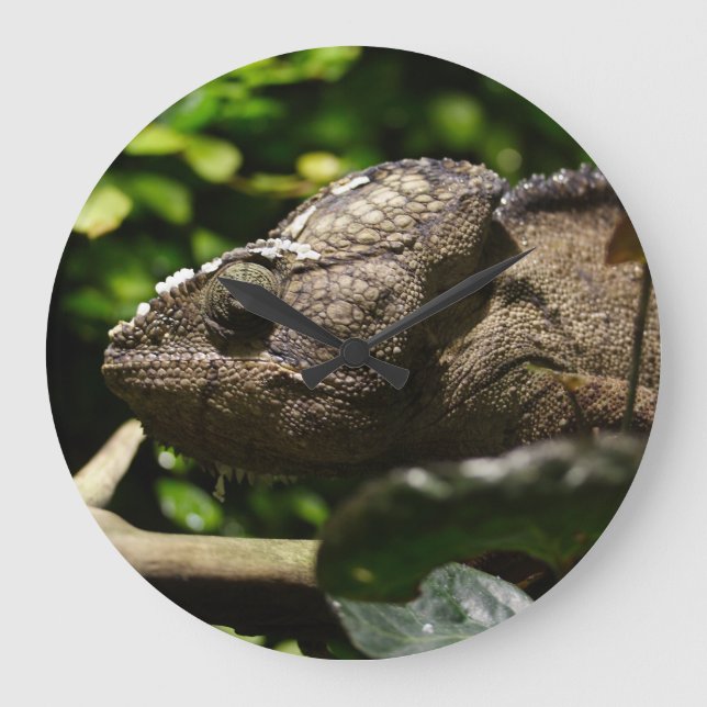 Furcifer oustaleti große wanduhr (Vorderseite)