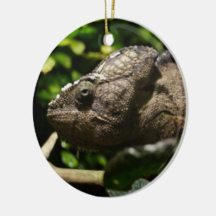 Furcifer oustaleti keramikornament