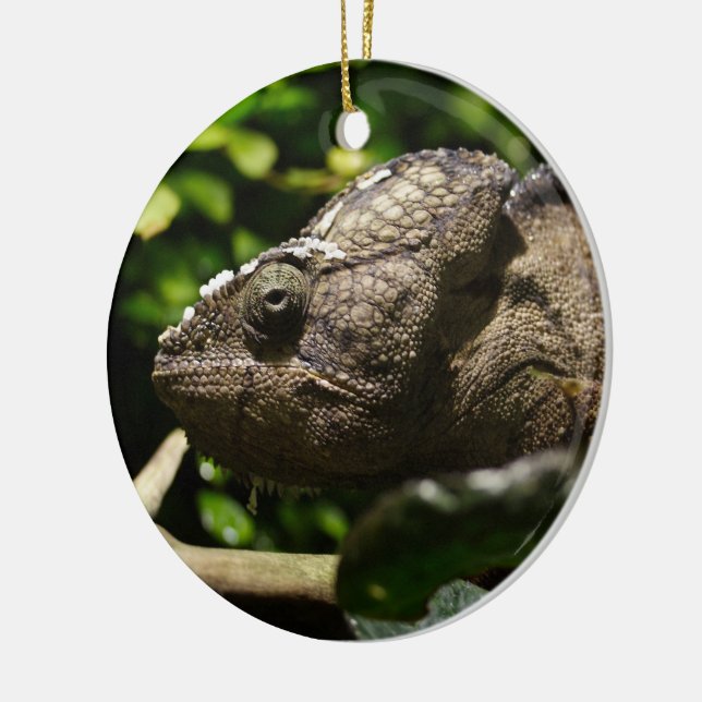Furcifer oustaleti keramikornament (Links)