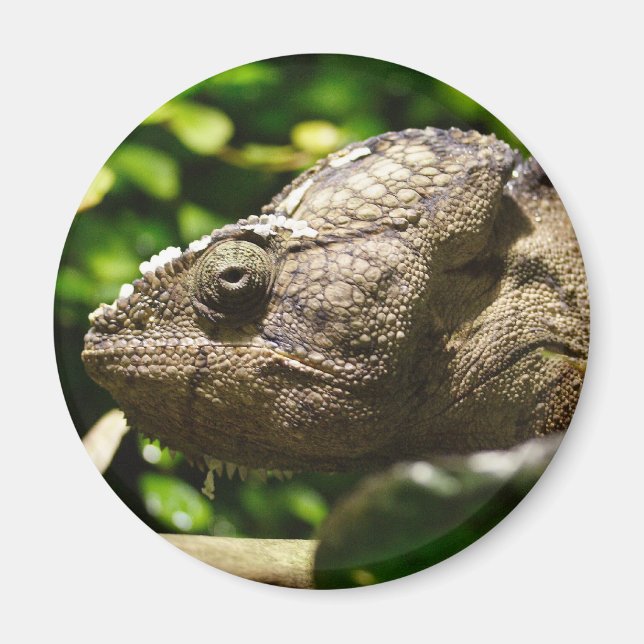 Furcifer oustaleti magnet (Vorne)