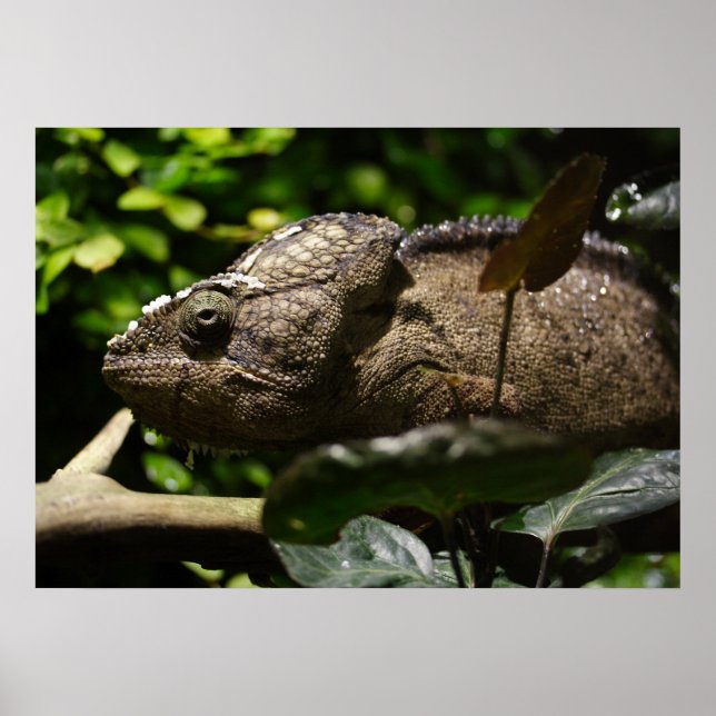 Furcifer oustaleti poster (Vorne)