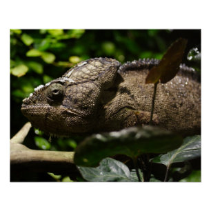 Furcifer oustaleti poster