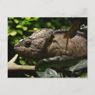 Furcifer oustaleti postkarte