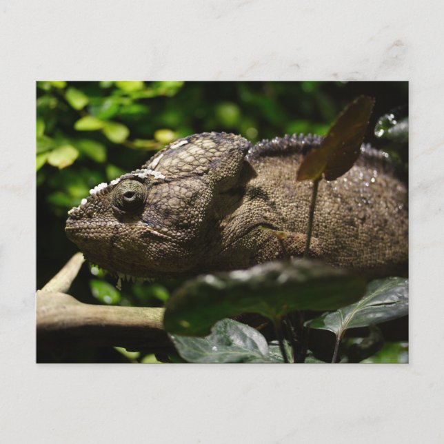 Furcifer oustaleti postkarte (Vorderseite)