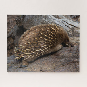 Furry Spiky Echidna Tierwelt, 520 Stück Puzzle
