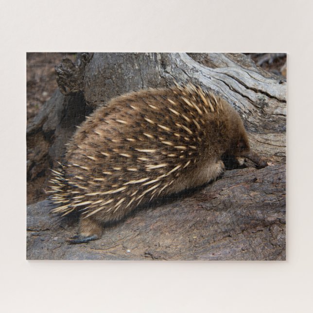 Furry Spiky Echidna Tierwelt, 520 Stück Puzzle (Horizontal)