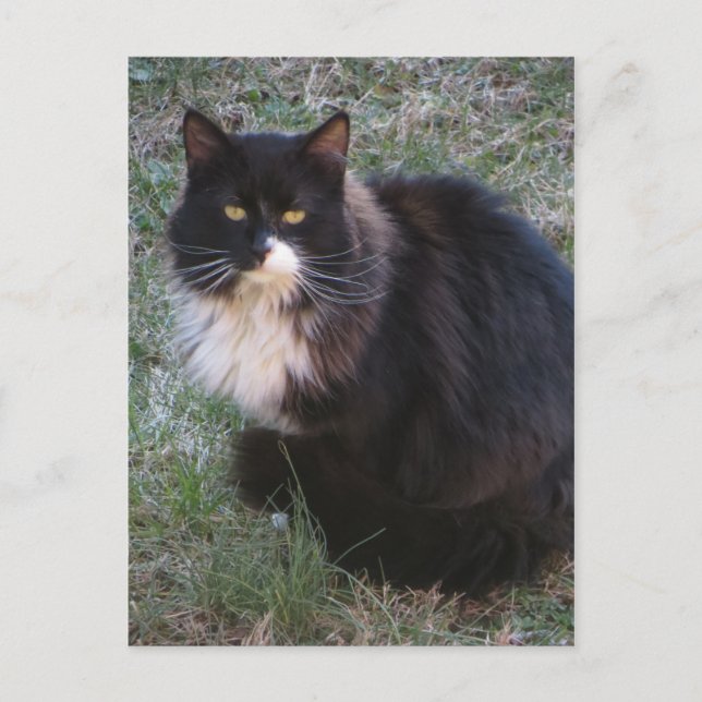 Furry Tuxedo Postkarte (Vorderseite)