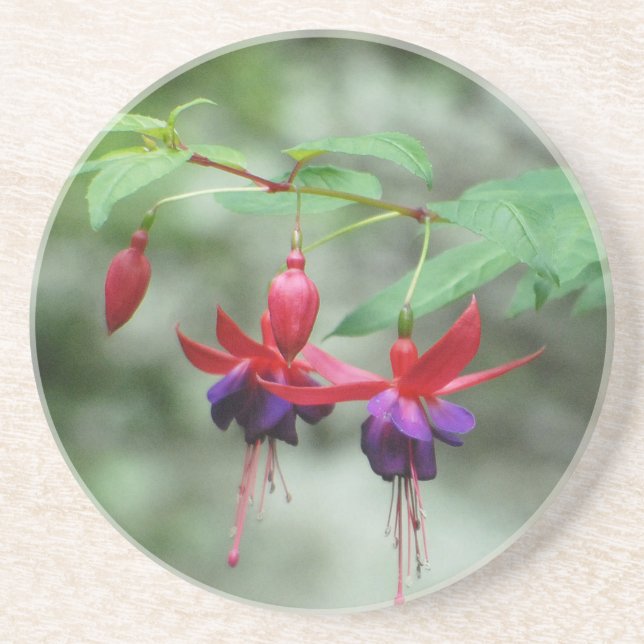 Fuschia1A.jpg Getränkeuntersetzer (Vorne)