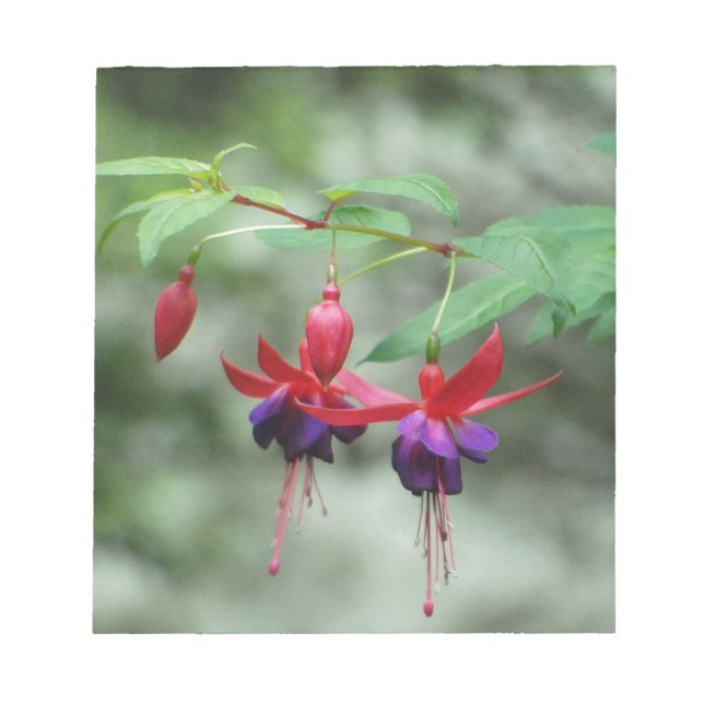 Fuschia1A.jpg Notizblock (Vorderseite)