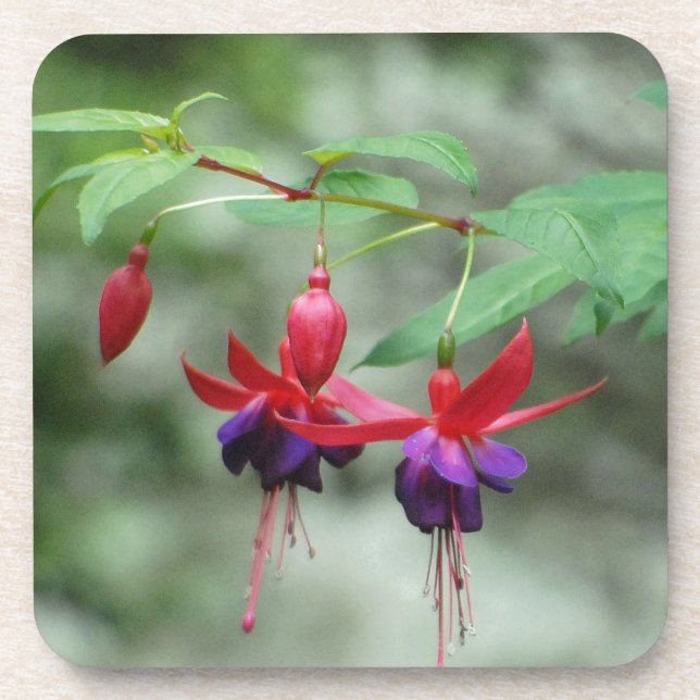 Fuschia1A.jpg Untersetzer (Vorderseite)