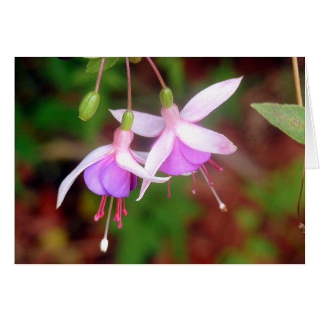 Fuschia Blume (Vorderseite (Horizontal))
