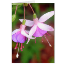 Fuschia Blume