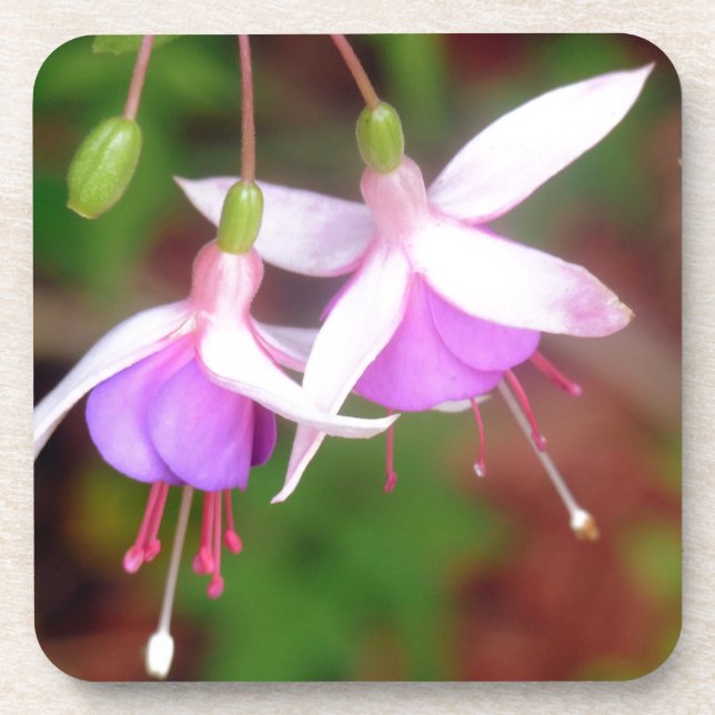 Fuschia Blume Getränkeuntersetzer (Vorderseite)